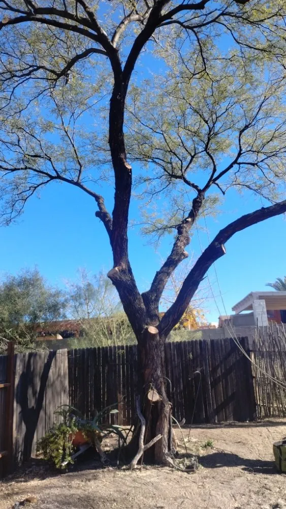 Top-rated landscaping services for outdoor upgrades in Marana, AZ by Big Ants Landscaping