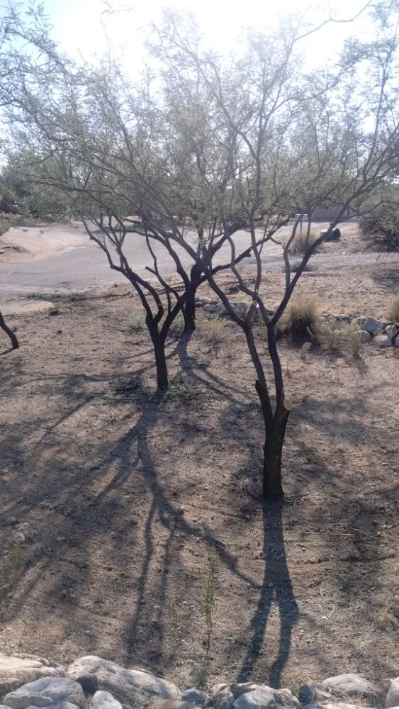 Affordable yard maintenance in Marana, AZ by Big Ants Landscaping