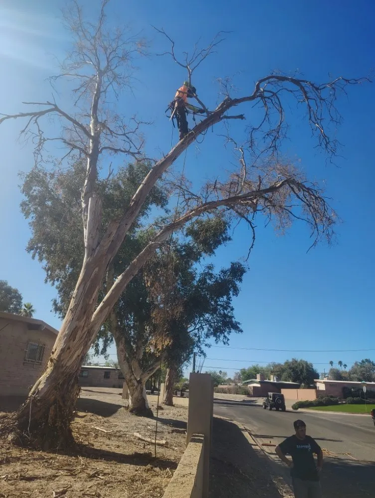 Local garden landscaping for year-round maintenance in Marana, AZ by Big Ants Landscaping