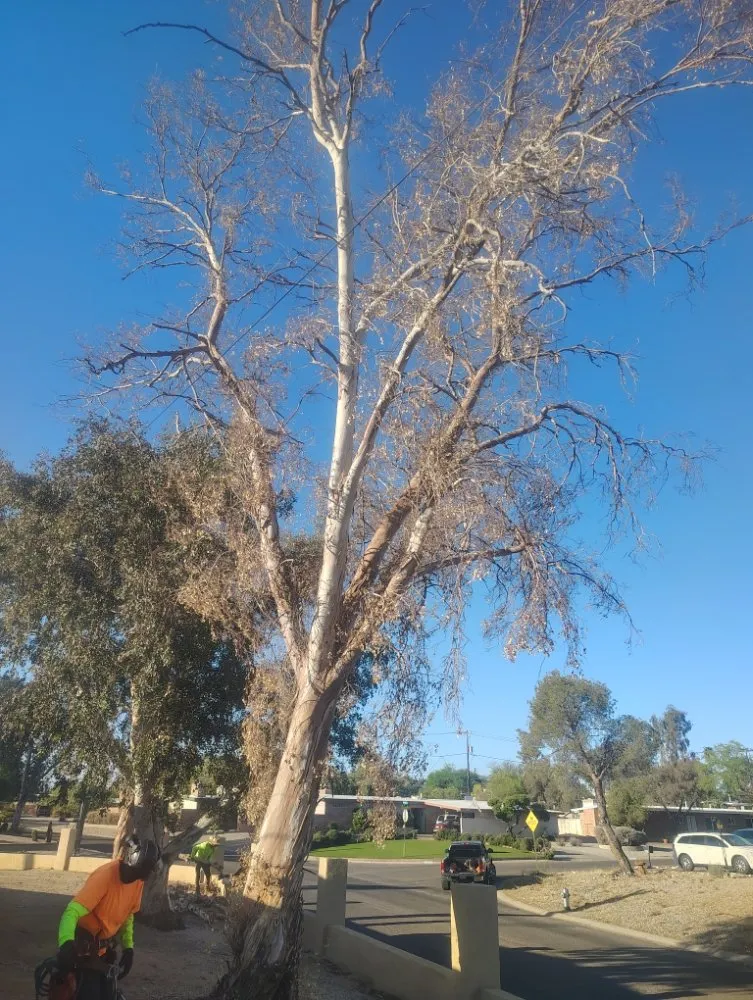 Top-rated outdoor landscaping for residential properties across Marana, AZ - Big Ants Landscaping