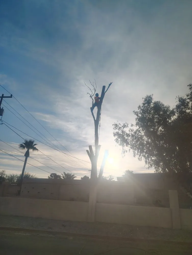 Local lawn mowing service for outdoor upgrades in Marana, AZ by Big Ants Landscaping