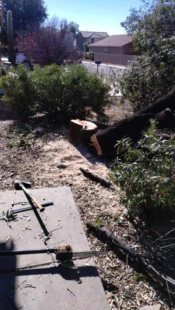 Professional residential landscaping in Marana, AZ by Big Ants Landscaping