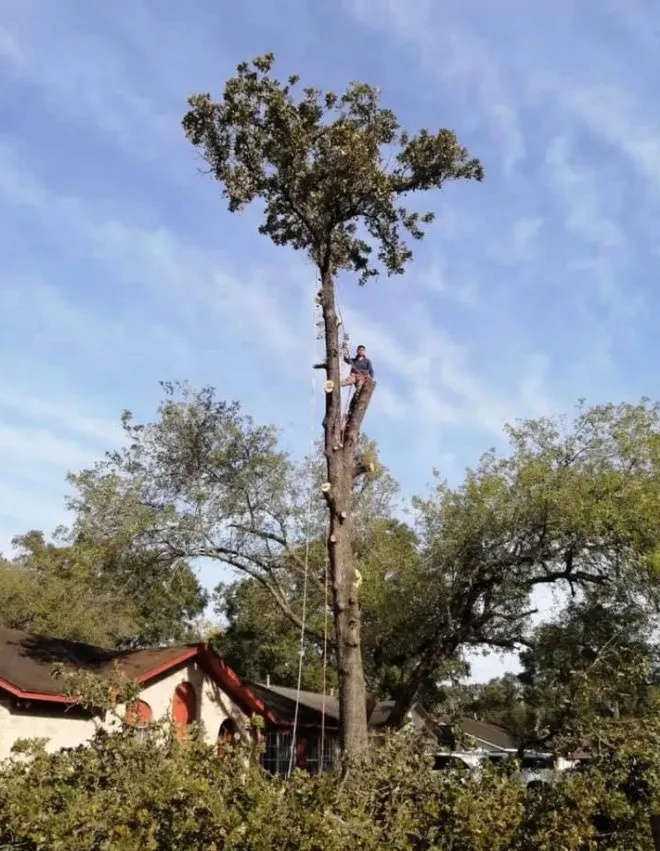 Reliable lawn care service in Friendswood, TX - Big Bear Service