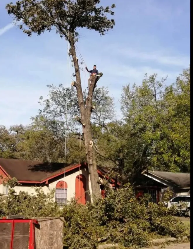 Professional outdoor landscaping in Friendswood, TX by Big Bear Service