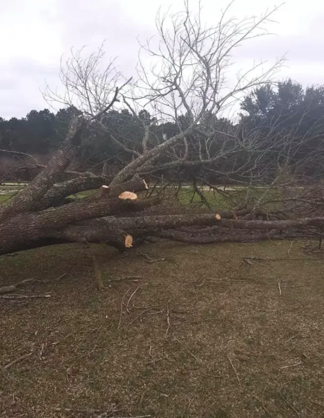 Expert lawn care service in Friendswood, TX - Big Bear Service