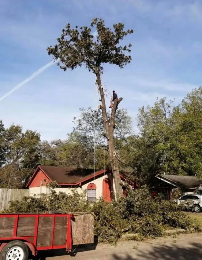 Reliable yard cleanup service in Friendswood, TX by Big Bear Service