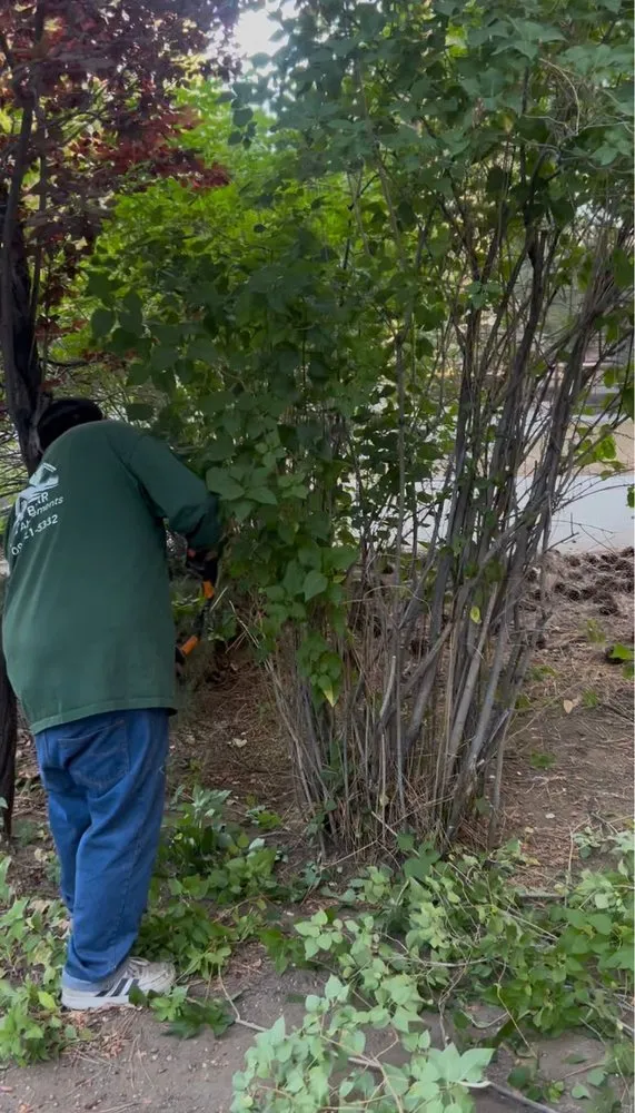 Affordable landscape installation for beautiful yards across Big Bear Lake, CA - Big Bear Weed Abatements