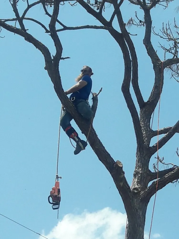 Expert residential landscaping in Homestead, FL by Big Beards Landscaping and Tree Service