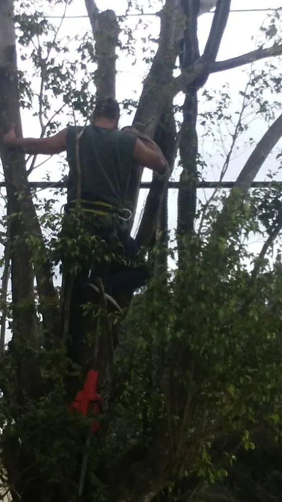 Professional lawn care service experts serving Homestead, FL - Big Beards Landscaping and Tree Service