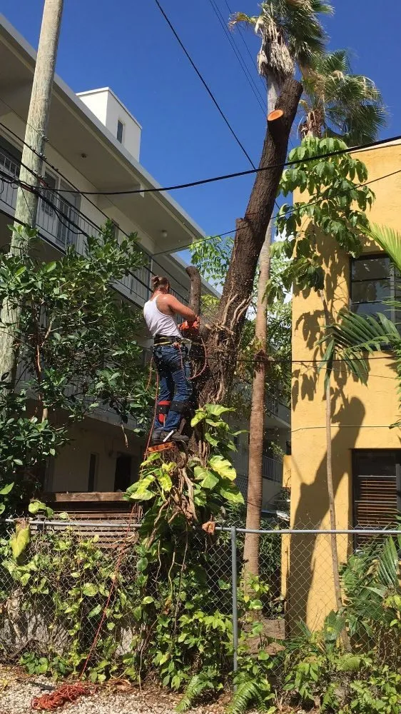 Reliable landscaping services experts serving Homestead, FL - Big Beards Landscaping and Tree Service