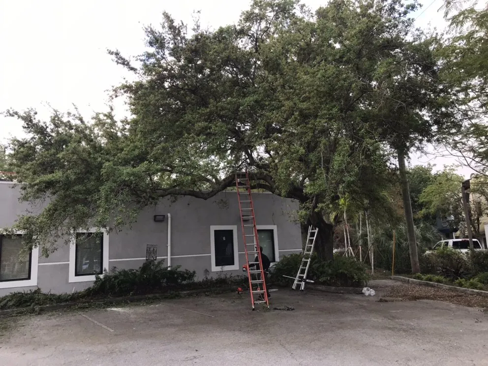 Expert landscape installation in North Miami Beach, FL by Big Bee Landscaping & Tree Services