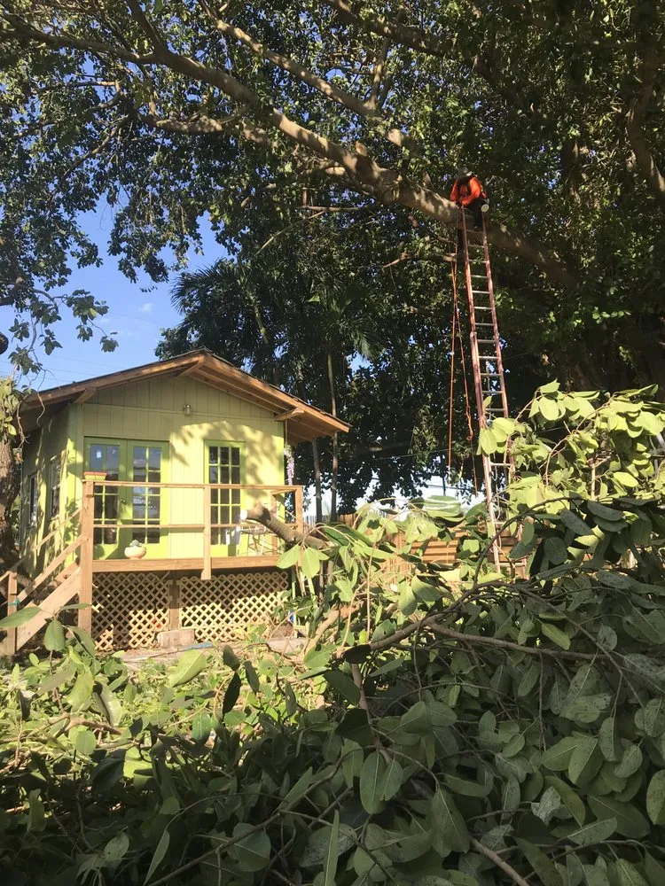 Affordable lawn care service experts serving North Miami Beach, FL - Big Bee Landscaping & Tree Services