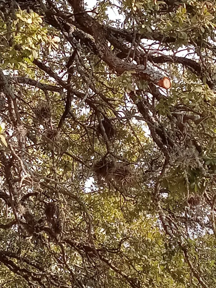 Professional landscape installation for residential properties in Temple, TX by Big Bell's Trees and Landscaping