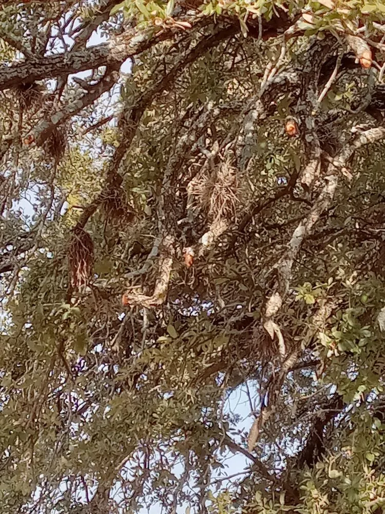 Expert lawn mowing service for residential properties in Temple, TX by Big Bell's Trees and Landscaping