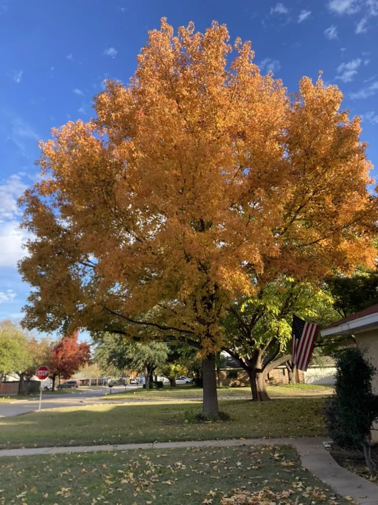 Trusted lawn care service in Dallas, TX - Big Bird Tree Service