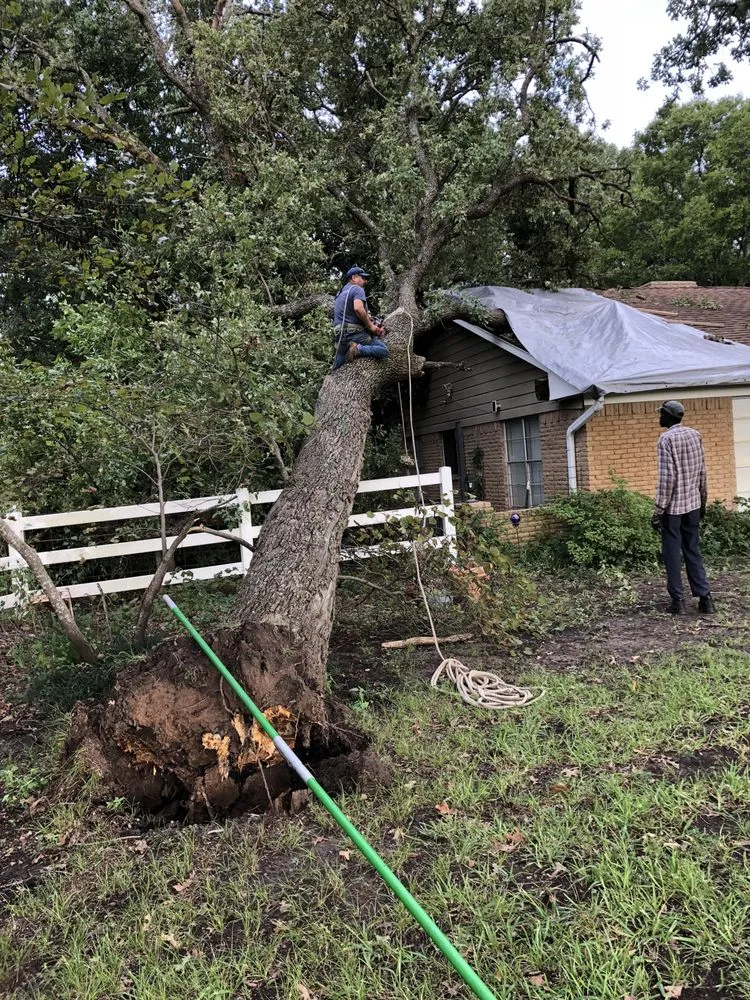 Local landscape installation for beautiful yards across Dallas, TX - Big Bird Tree Service