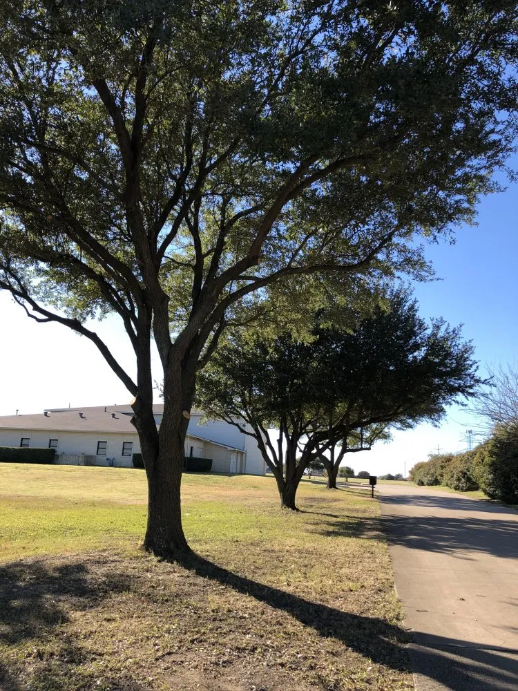 Expert residential landscaping for year-round maintenance in Dallas, TX by Big Bird Tree Service