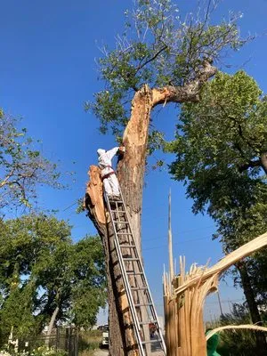 Big Bird Tree Service Logo