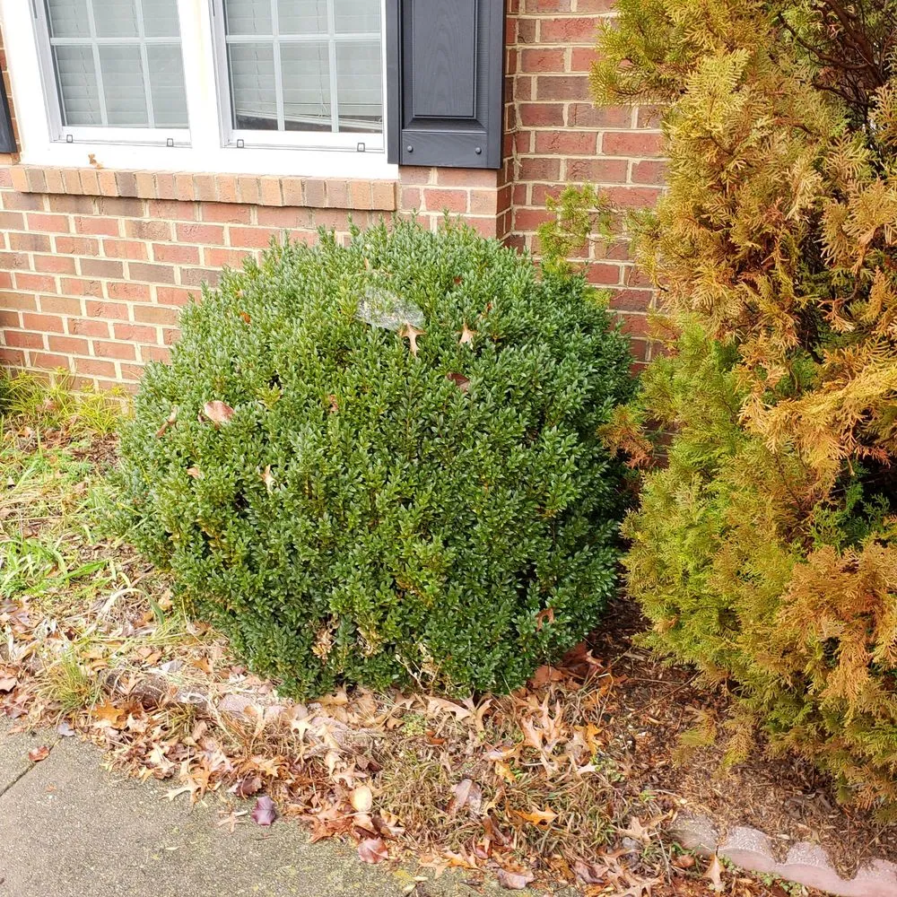 Reliable landscaping services for homes across Greenville, NC - big boys lawn care & power washing