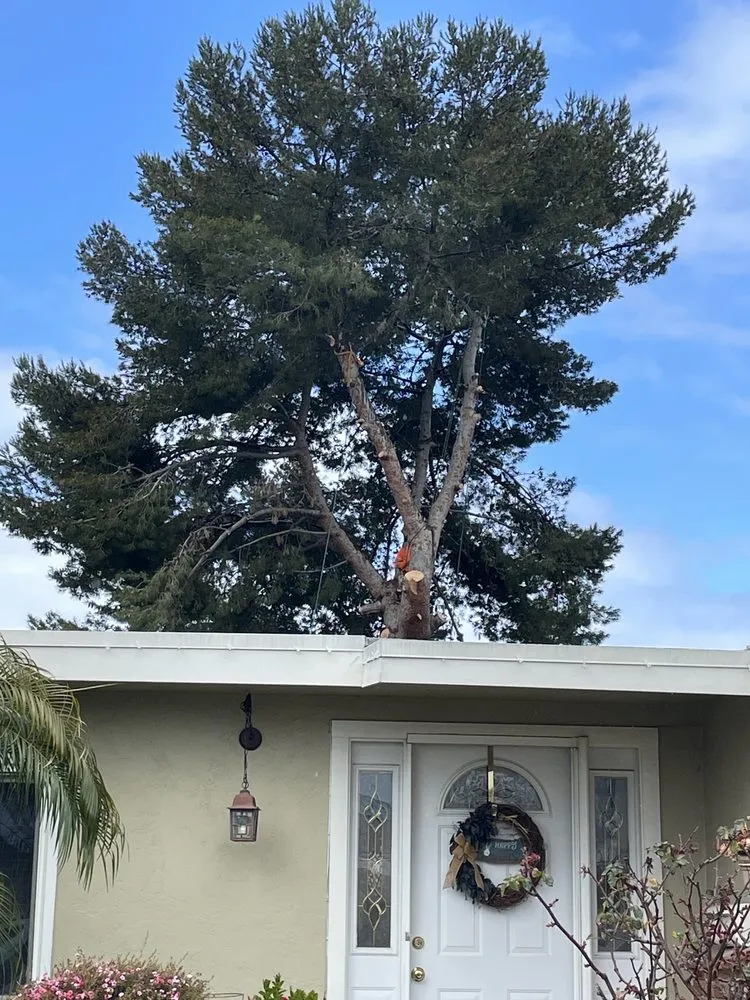 Reliable landscape design experts serving San Diego, CA - Big Branch Tree Service