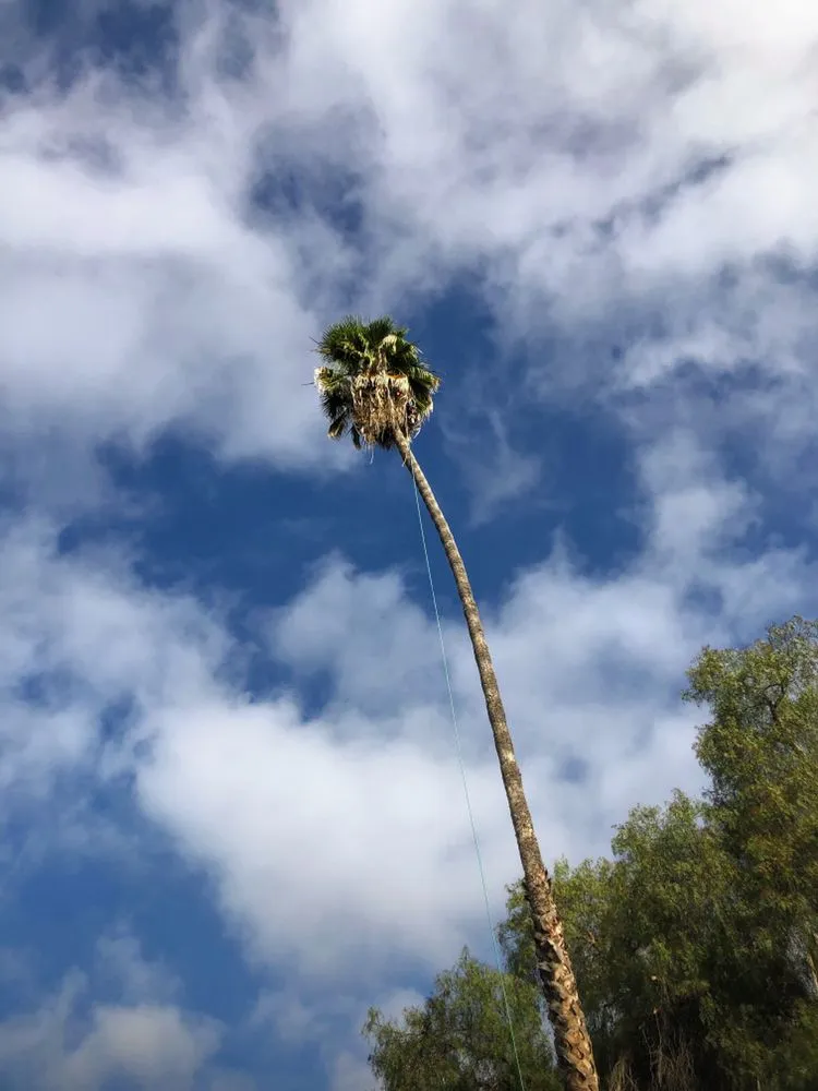 Reliable yard cleanup service experts serving San Diego, CA - Big Branch Tree Service