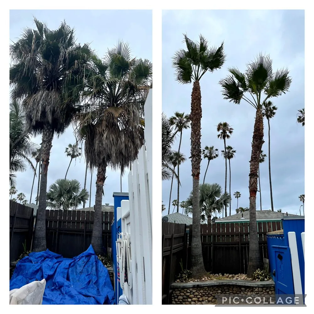 Professional residential landscaping in San Diego, CA - Big Branch Tree Service