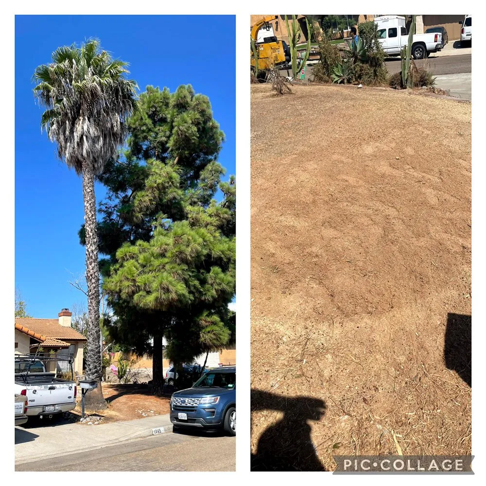 Local lawn mowing service for homes across San Diego, CA - Big Branch Tree Service