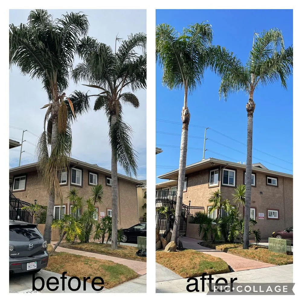 Top-rated lawn mowing service in San Diego, CA by Big Branch Tree Service