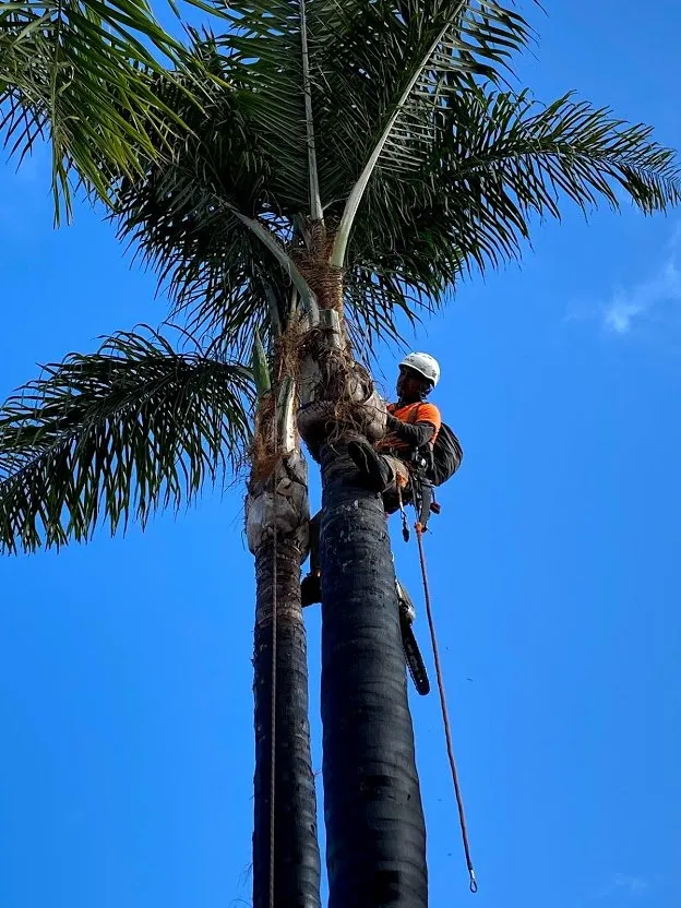 Professional landscape design with custom design across San Diego, CA - Big Branch Tree Service