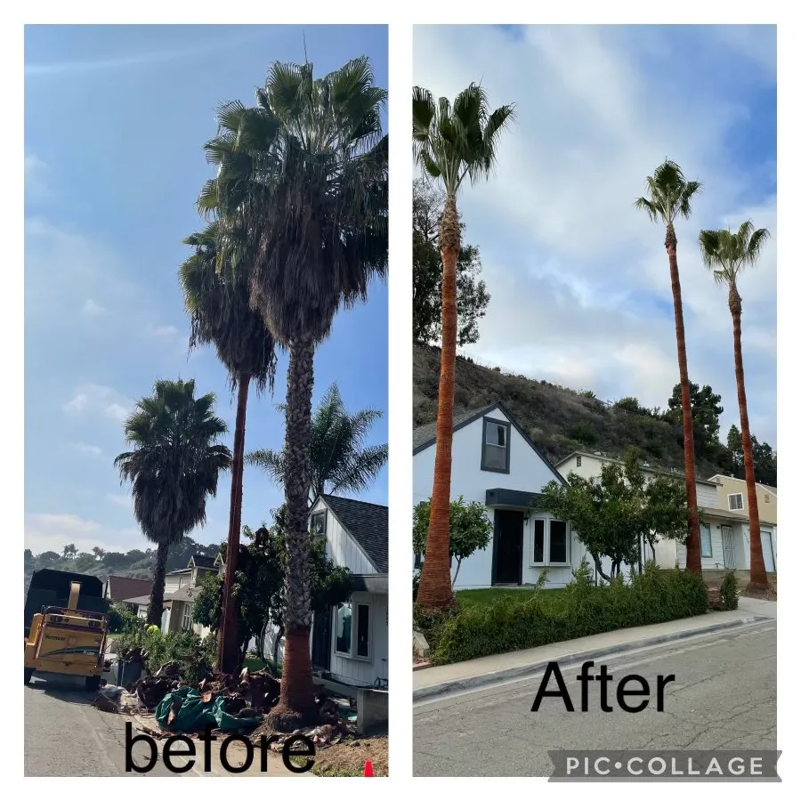 Trusted landscape installation experts serving San Diego, CA - Big Branch Tree Service