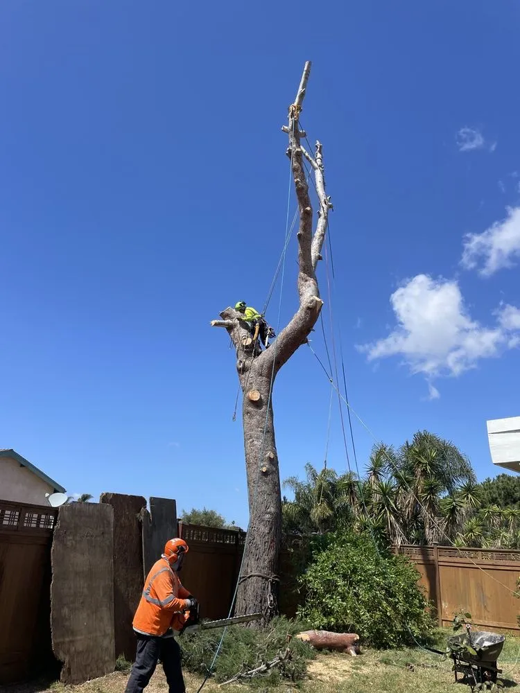 Custom landscaping services in San Diego, CA by Big Branch Tree Service