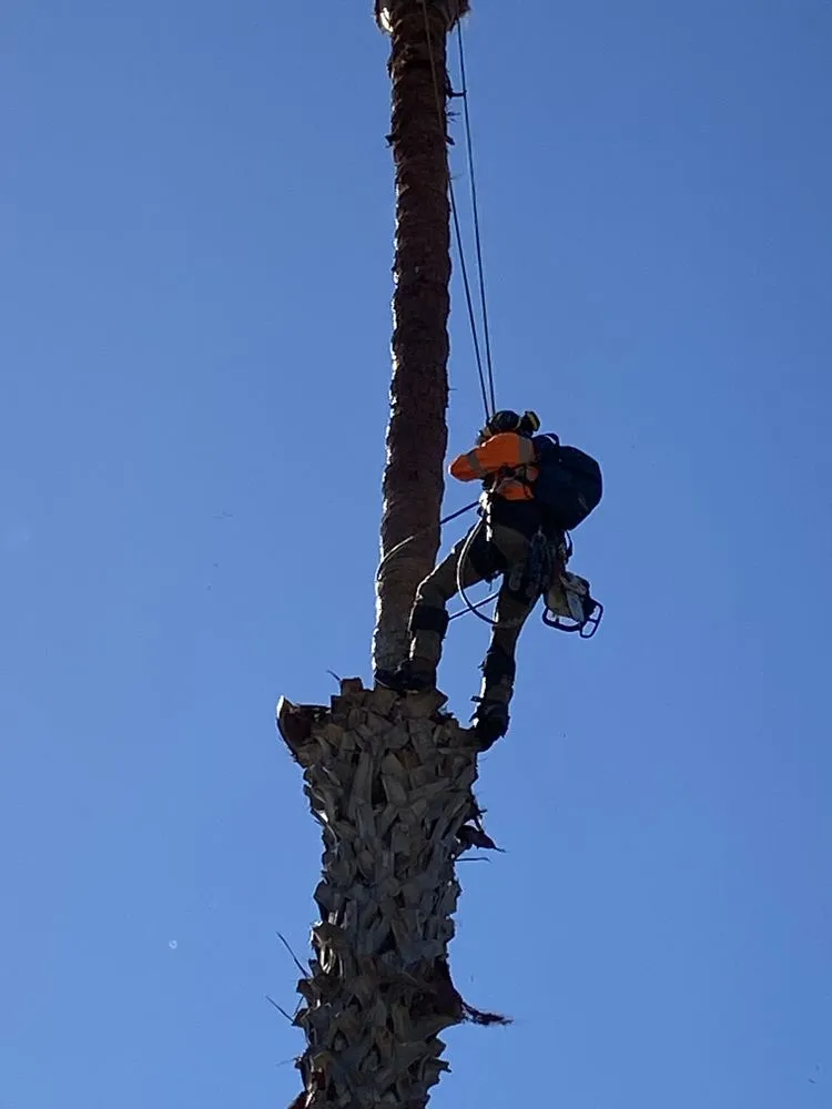 Local yard cleanup service for residential properties across San Diego, CA - Big Branch Tree Service