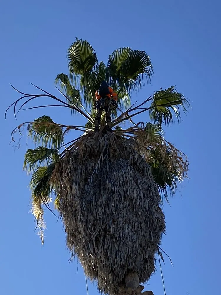 Professional yard maintenance in San Diego, CA by Big Branch Tree Service