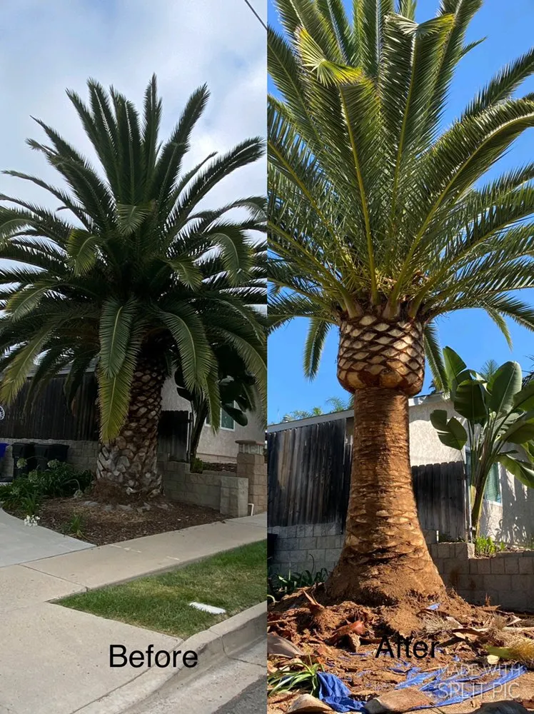 Reliable lawn mowing service experts serving San Diego, CA - Big Branch Tree Service