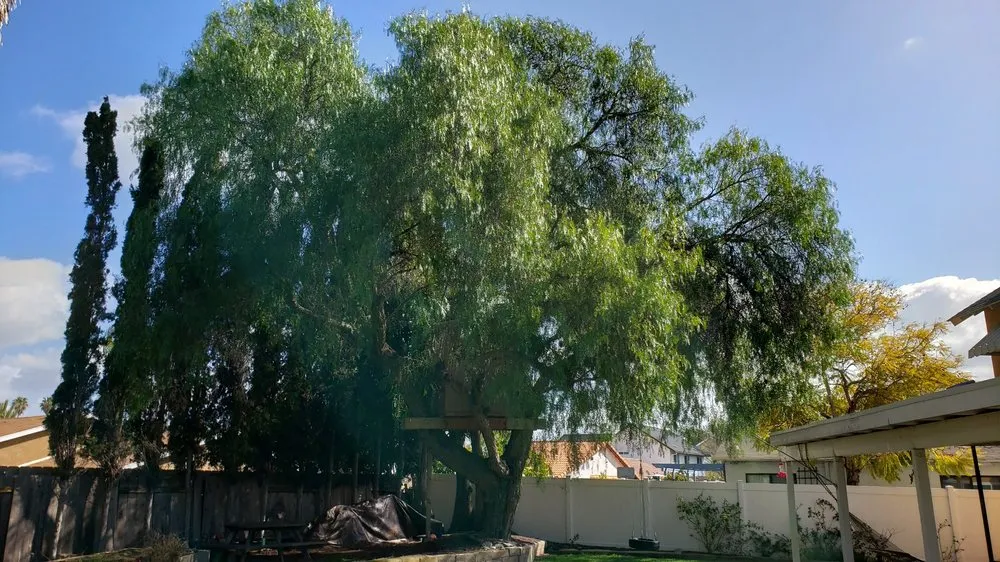 Affordable landscape design for homes across San Diego, CA - Big Branch Tree Service