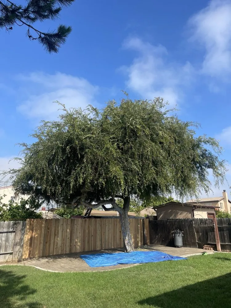 Custom lawn care service for residential properties across San Diego, CA - Big Branch Tree Service
