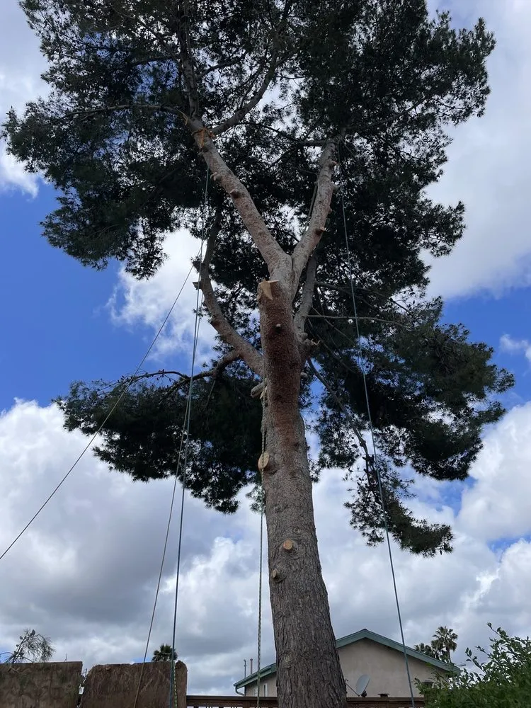 Expert landscaping services in San Diego, CA by Big Branch Tree Service