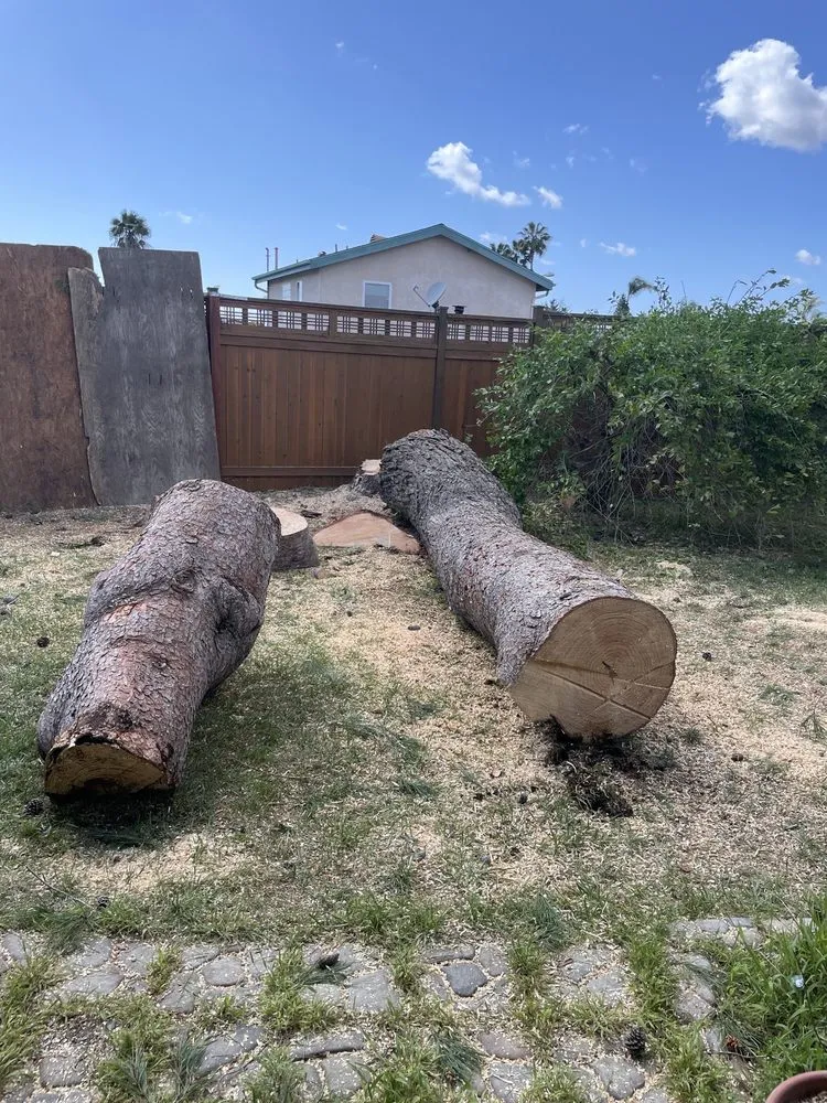 Top-rated yard maintenance for beautiful yards in San Diego, CA by Big Branch Tree Service