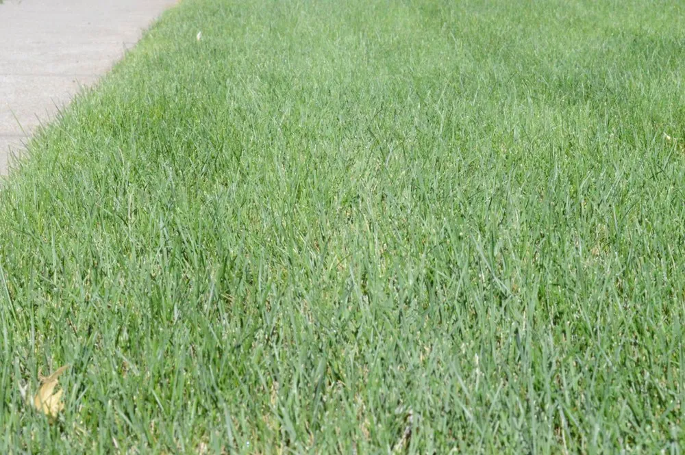 Custom yard cleanup service in North Platte, NE - Big Brother Landscaping