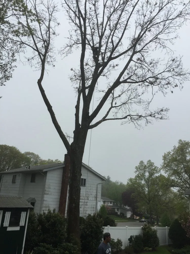 Top-rated lawn mowing service for residential properties in Lindenhurst, NY by Big Brothers Tree Service