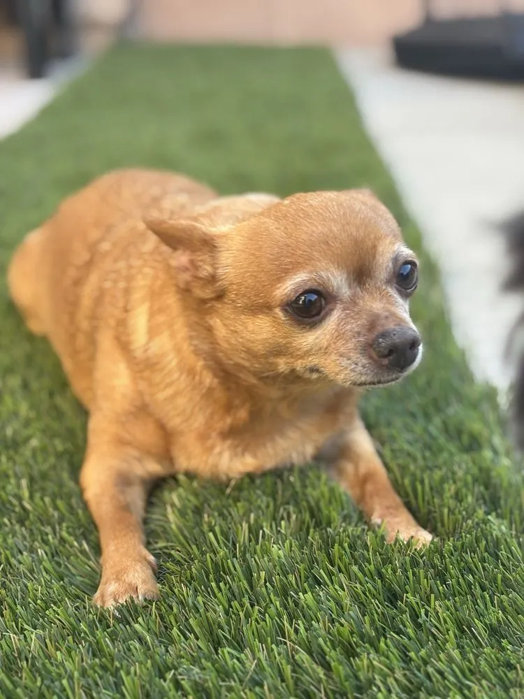 Top-rated garden landscaping experts serving Henderson, NV - Big Bully Turf