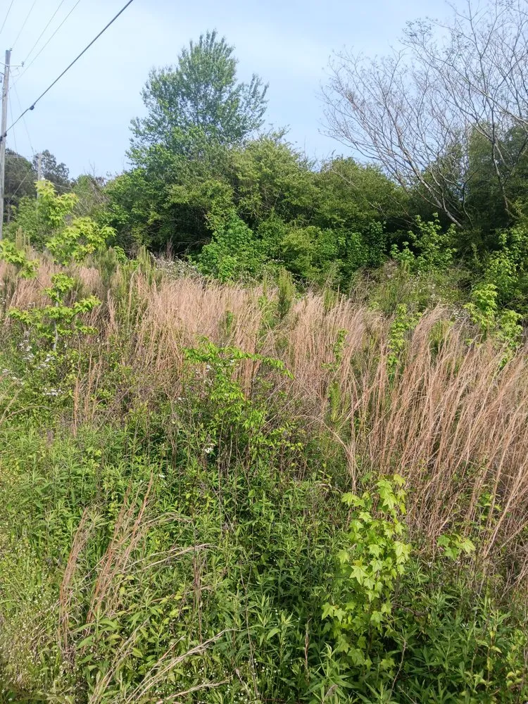 Professional outdoor landscaping experts serving Anniston, AL - Big C Land Management