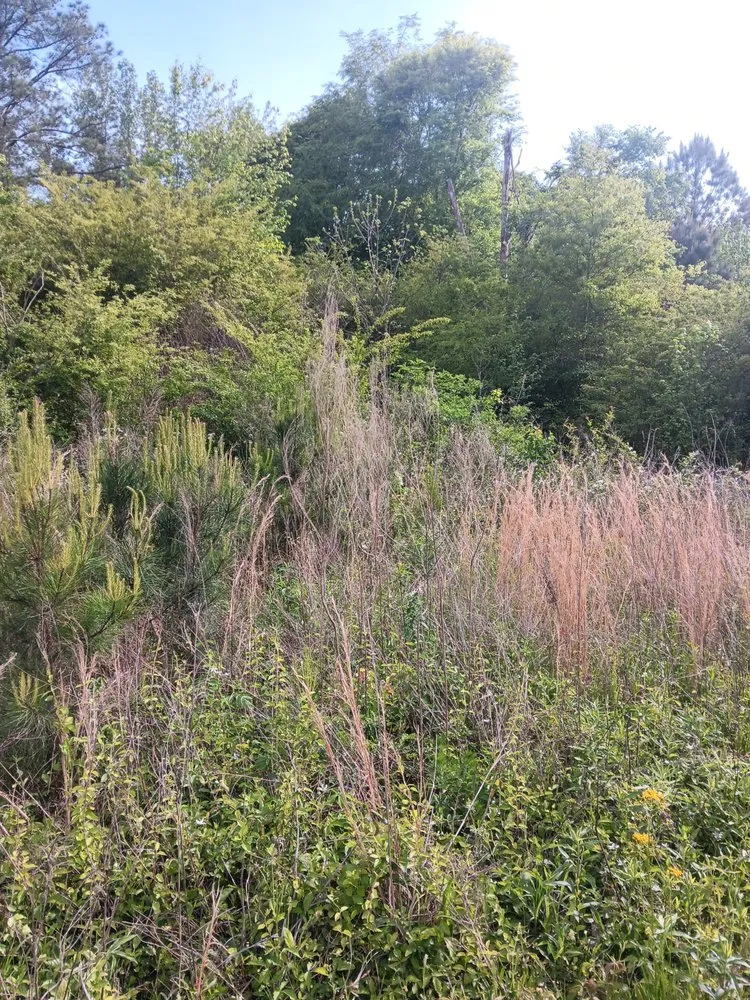 Expert landscaping services in Anniston, AL by Big C Land Management