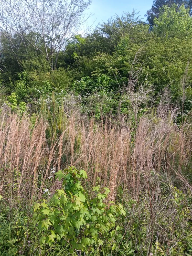 Custom landscape design with custom design across Anniston, AL - Big C Land Management