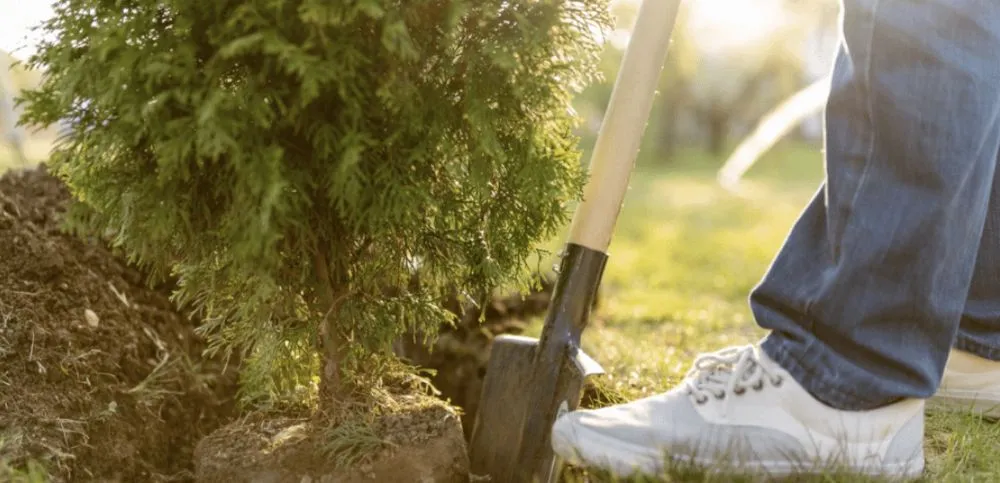 Professional lawn care service experts serving Morrow, GA - Big Chief Landscape