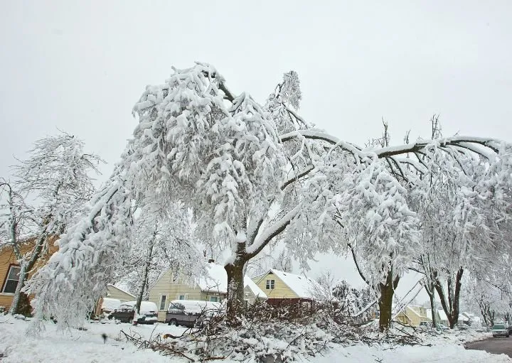 Affordable landscape design near you across San Angelo, TX - Big Country Tree Service Lawn Care and Firewood Sales