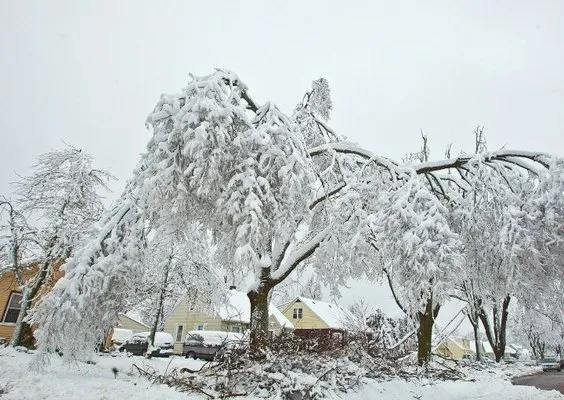 Big Country Tree Service Lawn Care and Firewood Sales Logo