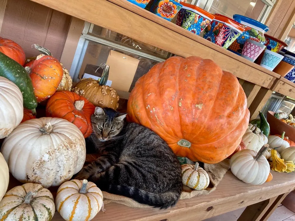 Local garden landscaping in Stillwater, OK - Big Creek Nursery & Landscape