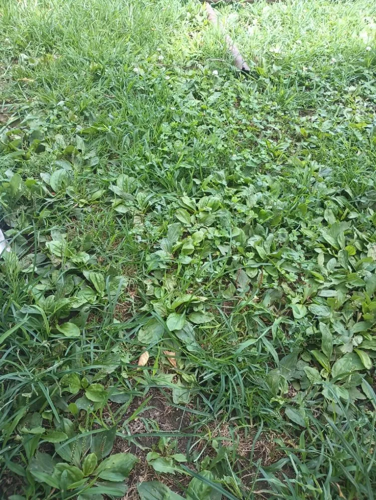 Expert yard cleanup service experts serving Joplin, MO - Big C's construction & landscaping LLC