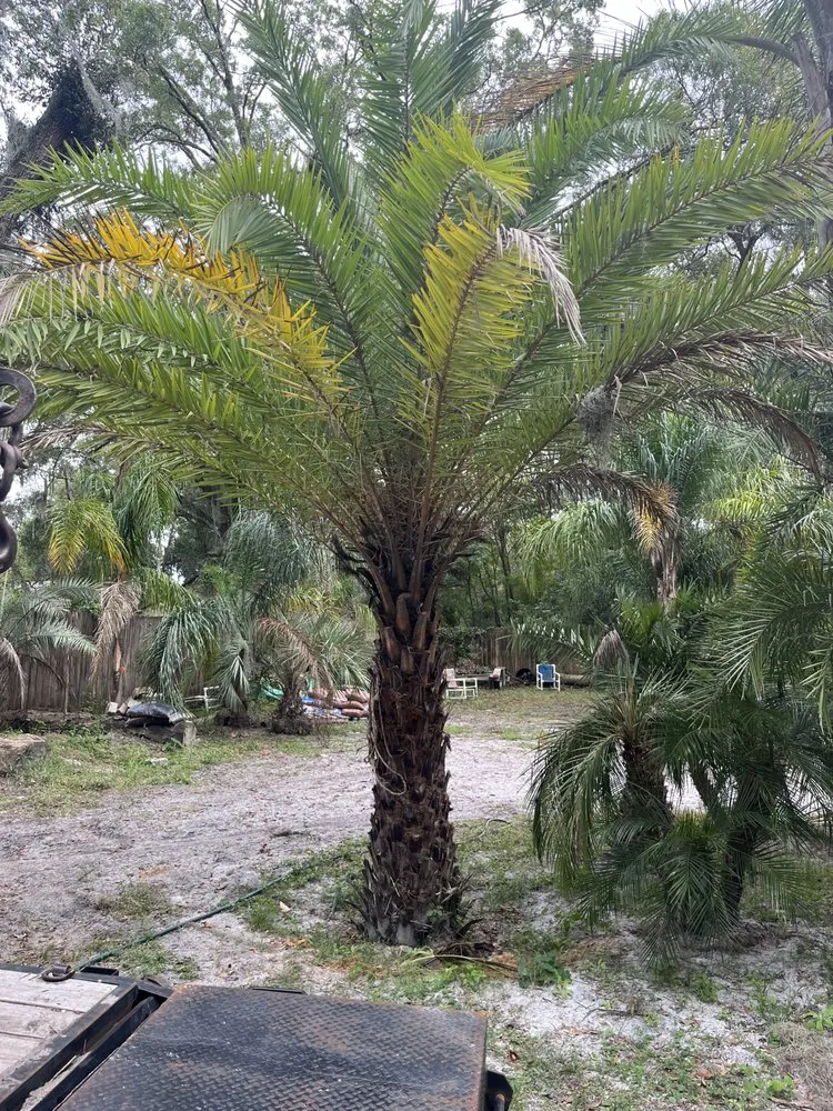 Expert landscaping services for homes across Jacksonville, FL - Big Daddy’s Palm Trees